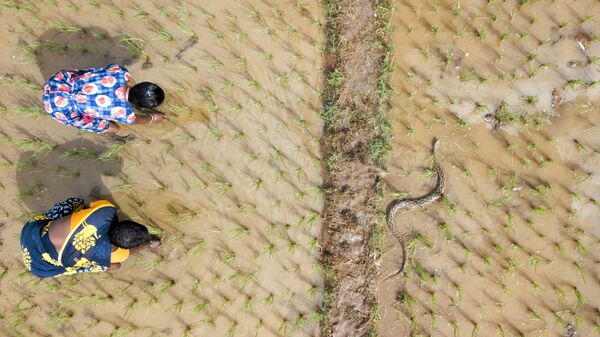 Իսկ դուք գիտե՞ք, որ ամեն տարի Հնդկաստանում օձի խայթոցից մահանում է մոտ 58 000 մարդ։ Ահա «Մեծ քառյակից» մեկը՝ Ռասելի Իժուկը, սողում է բրնձի դաշտով, որտեղ կանայք են աշխատում։ «Մեծ քառյակը» թունավոր օձերի հիմնական չորս տեսակ է, որոնց խայթոցներից էլ հենց մահանում են մարդիկ։  Լուսանկարիչ Գնանեշվարայի «Բաժանված տարածք» (This Divided Land) լուսանկարը Conservation Issues անվանակարգում զբաղեցրել է երկրորդ տեղը: - Sputnik Արմենիա