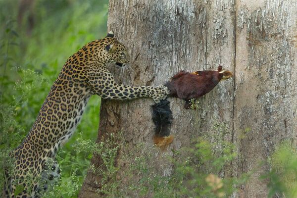 Самка леопарда спокойно спала на дереве, когда ее разбудили тревожные крики малабарской гигантской белки. Заметив грызуна, она начала атаку, преследуя белку вокруг ствола дерева и, в конце концов, поймала ее. Искусно маневрируя в своей среде обитания, леопарды могут с легкостью перепрыгивать с одного дерева на другое.Снимок Tag, You Are It! фотографа Приянки Рахут Митры стал победителем в категории Animal Behaviour. - Sputnik Армения