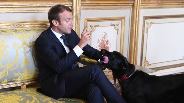 Президент Франции Эммануэль Макрон со своим псом Немо - Sputnik Армения