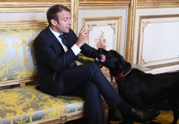 Ֆրանսիայի նախագահ Էմանուել Մակրոնն իր շան՝ Նեմոյի հետ - Sputnik Արմենիա