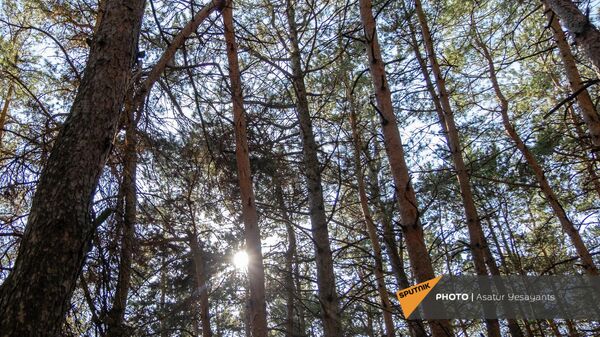 Անտառ. արխիվային լուսանկար - Sputnik Արմենիա