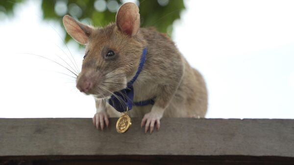 Магава, африканская сумчатая крыса с золотой медалью, полученной от PDSA за его работу по обнаружению наземных мин в Сиемреапе - Sputnik Армения