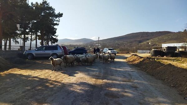 Пастух со стадом овец в селе Чанкатах - Sputnik Արմենիա
