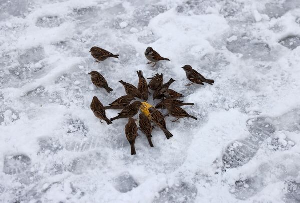 Թռչունները ձնապատ Ստամբուլում - Sputnik Արմենիա