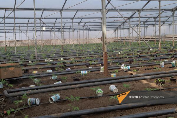 Теплицы с рассадой томатов в селе Гукасаван Араратской области - Sputnik Армения