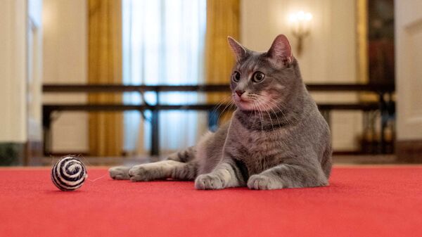 Новый питомец четы Байденов, кошка Уиллоу в Белом доме - Sputnik Արմենիա