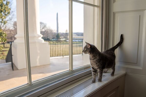 Уиллоу смотрит из окна Белого дома на Южную лужайку. - Sputnik Армения