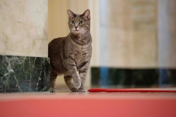 Первая леди США назвала кошку в честь того места, где увидела ее. - Sputnik Армения