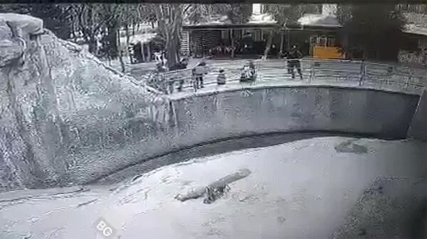 Маленькая девочка упала в вольер к медведю в Ташкентском зоопарке - Sputnik Արմենիա