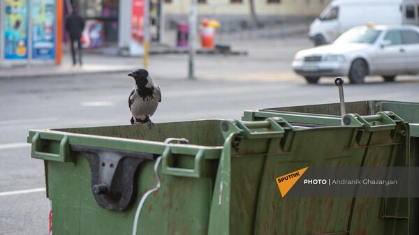 Ворона на мусорном баке - Sputnik Армения
