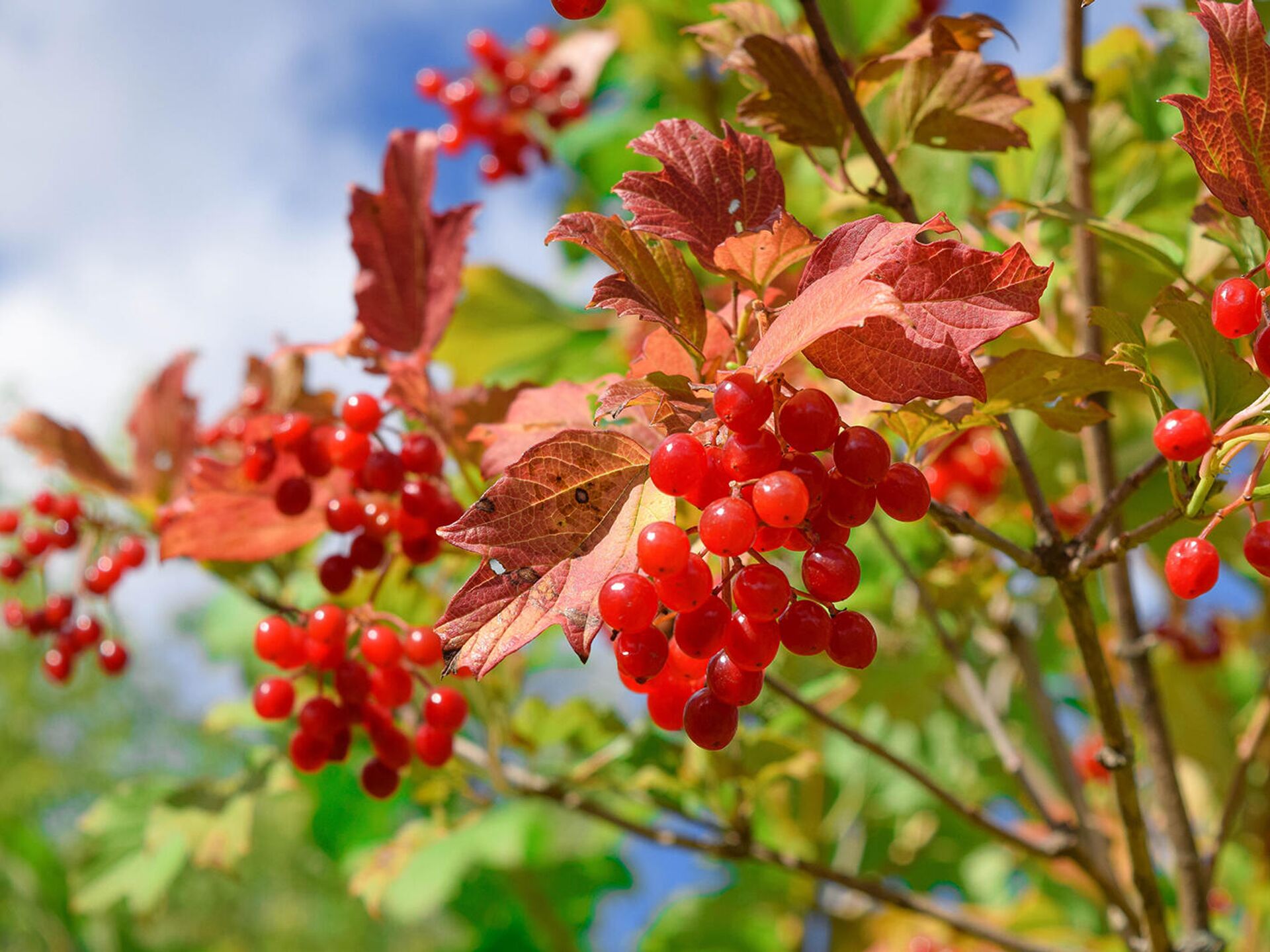Рецепты здоровья: лечебные свойства ягод калины и их применение