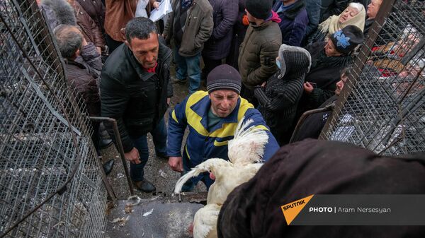 «Լուսակերտը» հավերը բաժանում է գյուղացիներին - Sputnik Արմենիա