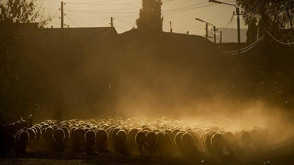 Հայաստանից հնարավոր կլինի արտահանել տարեկան առնվազն 200 հազար գլուխ ոչխար․ Հովհաննիսյան - Sputnik Արմենիա