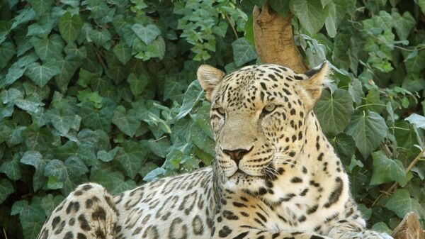 Лежащий на дереве переднеазиатский леопард (кавказский барс) - Sputnik Армения