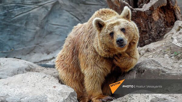 Бурый медведь Ереванского зоопарка - Sputnik Армения