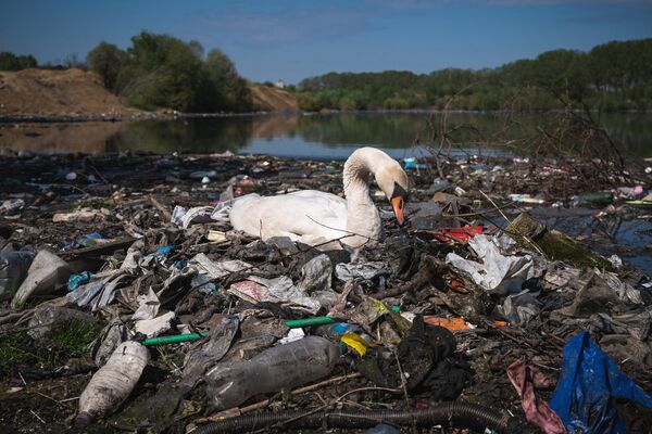 Лебедь вьет гнездо из пластикового мусора возле канализационной трубы на берегу реки Дунай недалеко от центра Белграда в Сербии. - Sputnik Армения