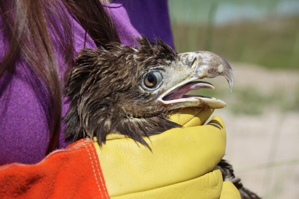 Биолог дикой природы FWC держит на руках больного молодого орла в центре сбора мусора в Лейк-Сити, штат Флорида.Орла лечат от отравления, и после реабилитации его выпустят в дикую природу. - Sputnik Армения