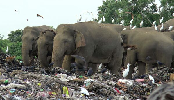 Дикие слоны в поисках пищи на свалке в деревне Паллаккаду к востоку от Коломбо, Шри-Ланка.Около 20 слонов погибли за последние восемь лет после того, как съели пластиковый мусор на свалке.  - Sputnik Армения