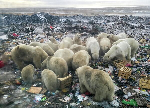 Белые медведи, кормящиеся на мусорной свалке недалеко от поселка Белушья Губа на удаленном российском северном архипелаге Новая Земля. - Sputnik Армения