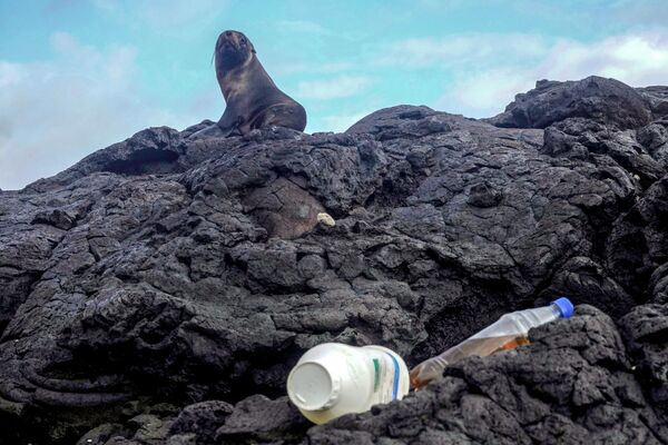 Галапагосский морской котик отдыхает возле мусора на острове Исабела Галапагосского архипелага в Тихом океане. - Sputnik Армения