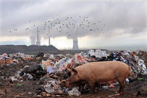 Свиньи питаются отходами возле градирен угольной электростанции недалеко от города Битола в Северной Македонии. - Sputnik Армения