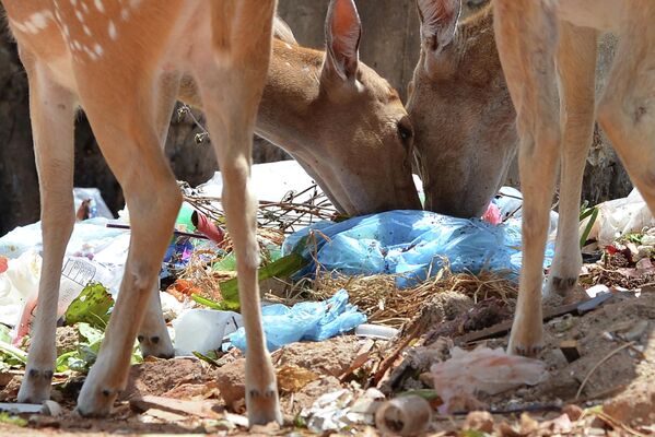 Дикие олени роются в мусоре на открытой площадке в Тринкомали на Шри-Ланке. - Sputnik Армения