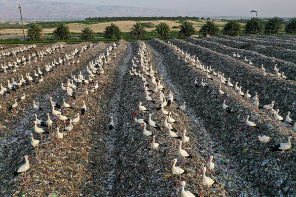 Аисты, собравшиеся на перерабатываемом пластике на свалке Товлан в долине реки Иордан. - Sputnik Армения
