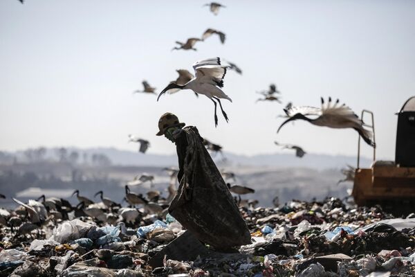 Аисты и сборщик мусора на Robinson Deep - крупнейшей мусорной свалке Йоханнесбурга в ЮАР. - Sputnik Армения