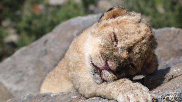 Новорожденный львенок Ереванского зоопарка - Sputnik Армения