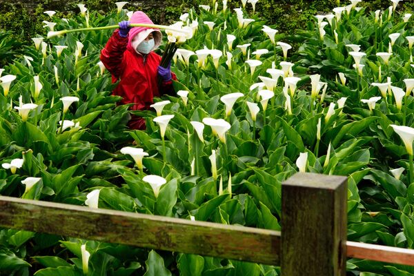 Фермер собирает цветы арумовой лилии на своей ферме в национальном парке Янминшань, Тайвань. - Sputnik Армения