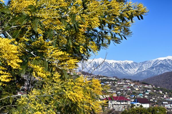 Цветущие деревья мимозы в Сочи. - Sputnik Армения