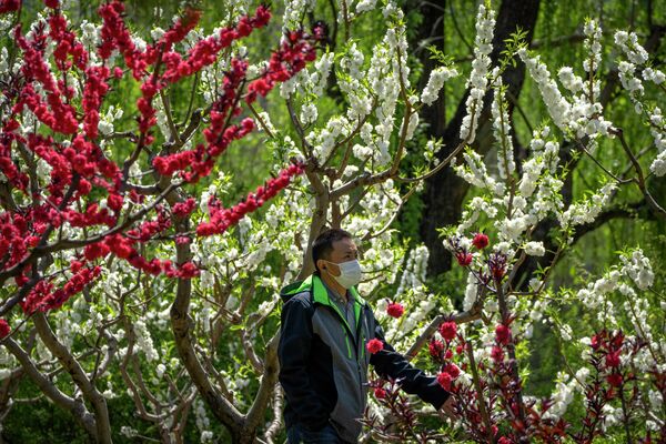 Мужчина в маске проходит мимо цветущих деревьев в общественном парке Пекина. - Sputnik Армения