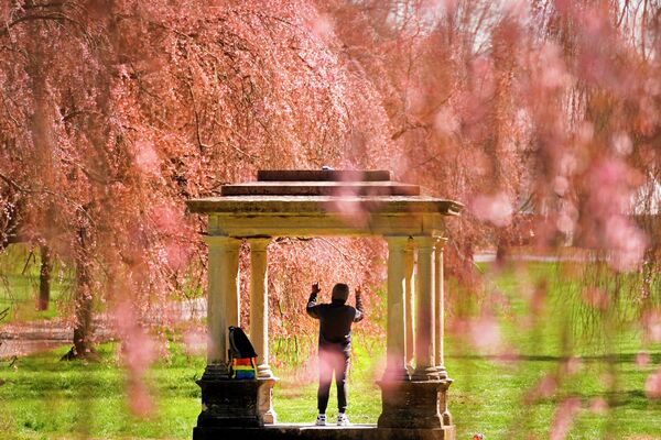 Человек поднимает руки, слушая музыку среди цветущей сакуры в парке Фэрмаунт в Филадельфии. - Sputnik Армения