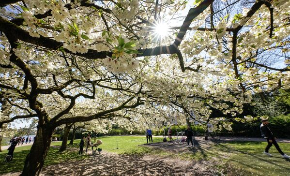 Солнечный день во время цветения сакуры в парке в Гамбурге. - Sputnik Армения