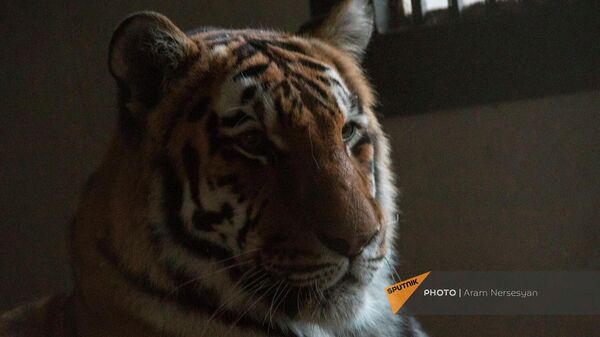 Амурский тигр в еревaнском зоопарке - Sputnik Армения