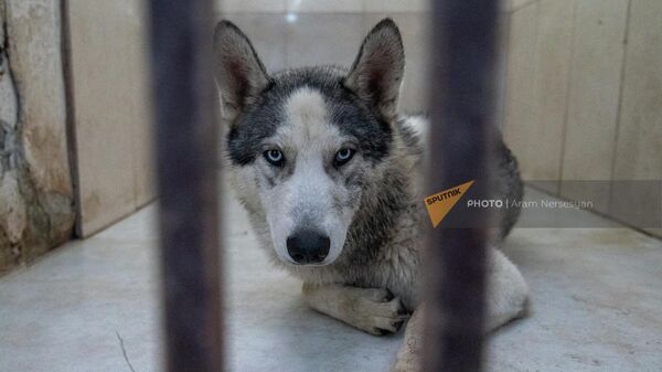 Клиника Центра по обезвреживанию бродячих животных - Sputnik Армения