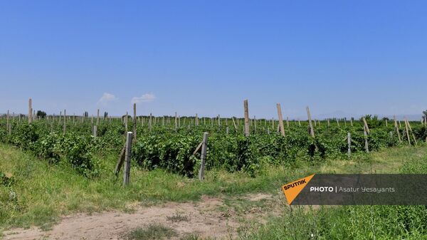 Виноградное поле - Sputnik Армения
