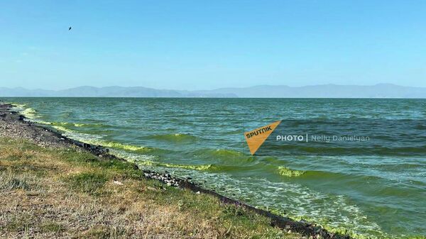 Зеленая тина на берегу и в воде озера Севан - Sputnik Армения