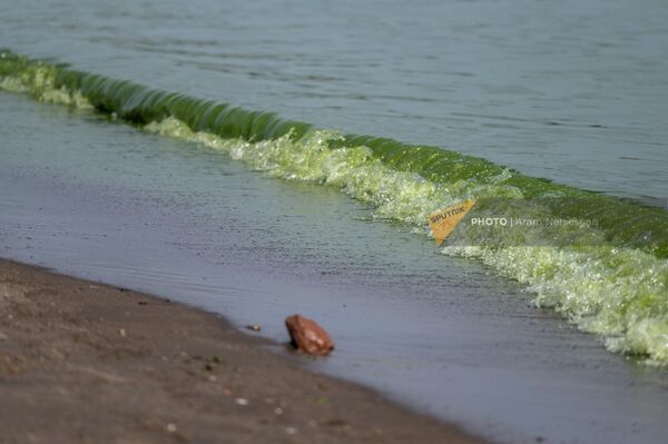 Зеленая тина в воде на побережье озера Севан - Sputnik Армения