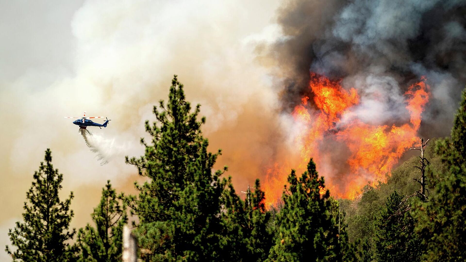 Вертолет сбрасывает воду во время тушения лесного пожара в округе Марипоса в Калифорнии (24 июля 2022). США - Sputnik Армения, 1920, 04.09.2022