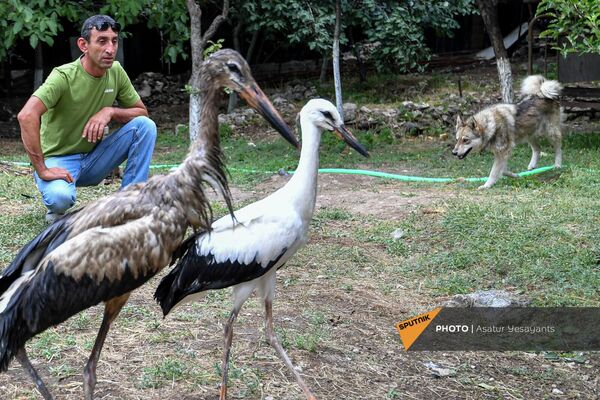 Գաբի շունն ընկերացնել է թռչունների հետ - Sputnik Արմենիա