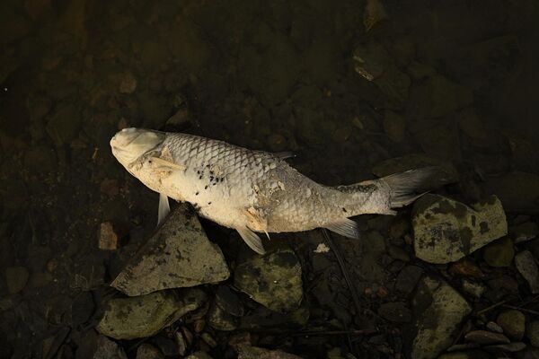 Սատկած ձուկ Չինաստանի քաղցրահամ Պոյան լճի ափին - Sputnik Արմենիա
