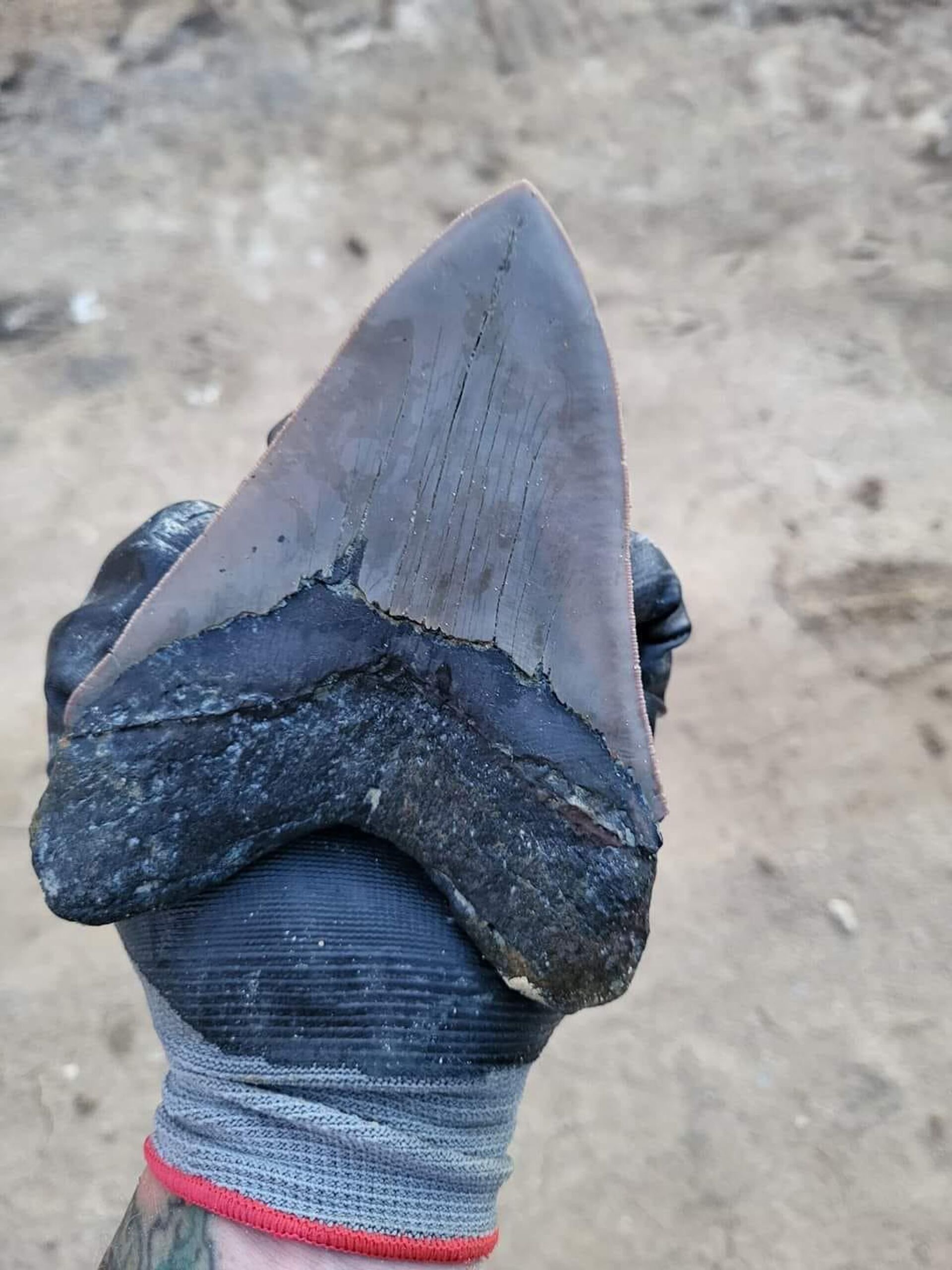Зуб доисторической акулы, найденный 8-летним мальчиком в Южной Каролине - Sputnik Արմենիա, 1920, 24.08.2022