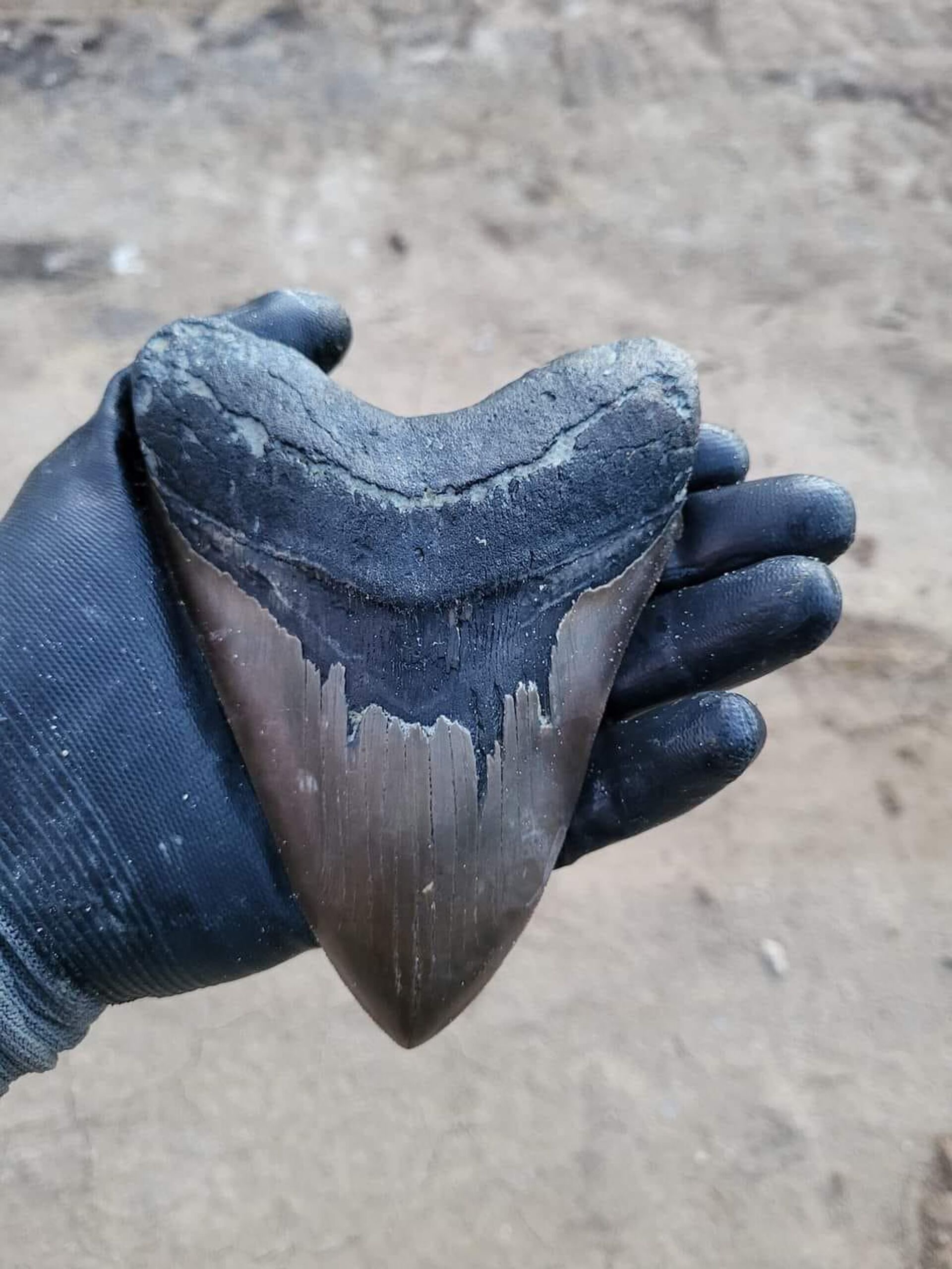 Зуб доисторической акулы, найденный 8-летним мальчиком в Южной Каролине - Sputnik Արմենիա, 1920, 24.08.2022