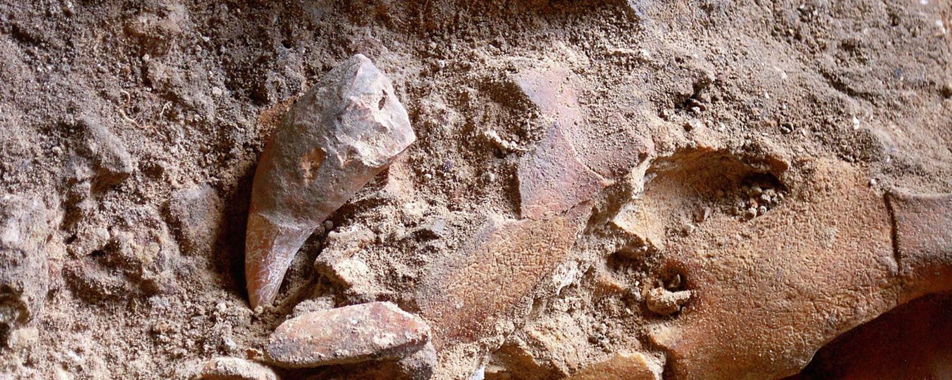 Череп пещерного медведя, обнаруженный во время раскопок в пещере Овк-1 в Армении - Sputnik Армения, 1920, 31.08.2022
