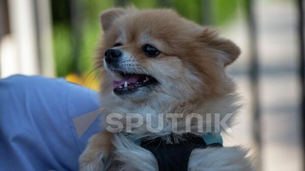 Собачка на руках одного из участников акции протеста у здания парламента (14 сентября 2022). Еревaн - Sputnik Армения