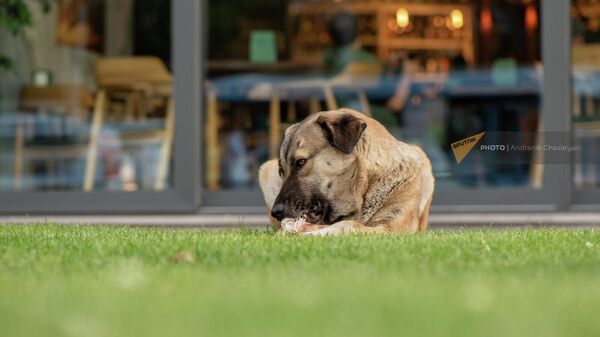 Бездомный пес грызет кость около ресторана - Sputnik Армения