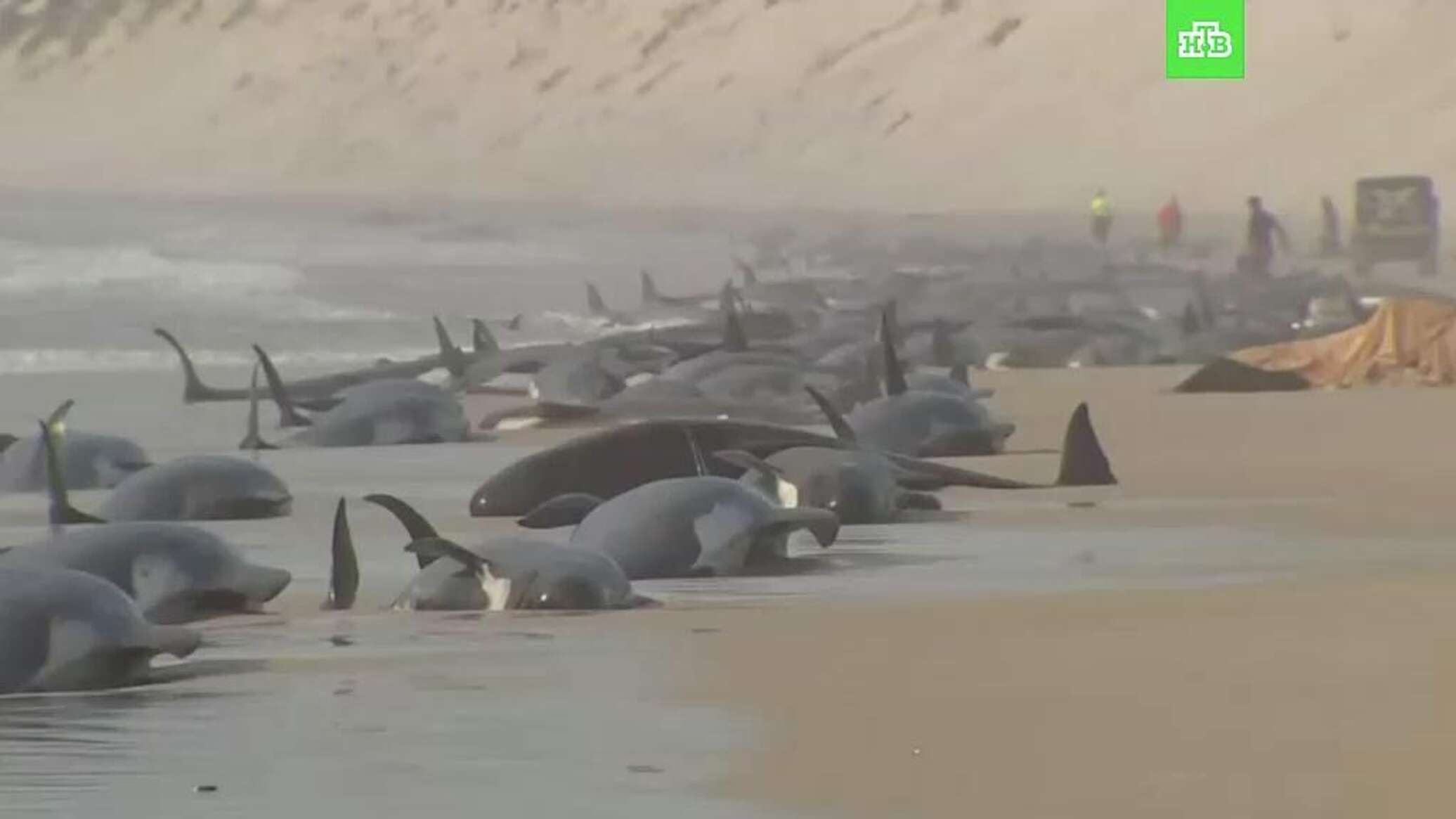 Почему дельфинов выбрасывает на берег. Киты в Австралии выбросились на берег. Киты выбросились на берег 2022. Черные дельфины выбросились на берег. Выбрасывание китообразных на берег.