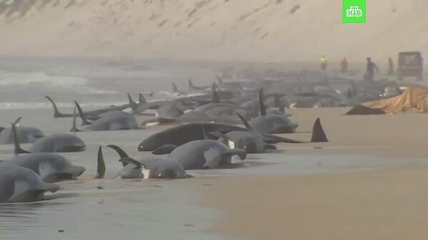 Тяжелое видео из Австралии, где на берег массово выбросились киты, более 200 из которых уже погибли - Sputnik Армения