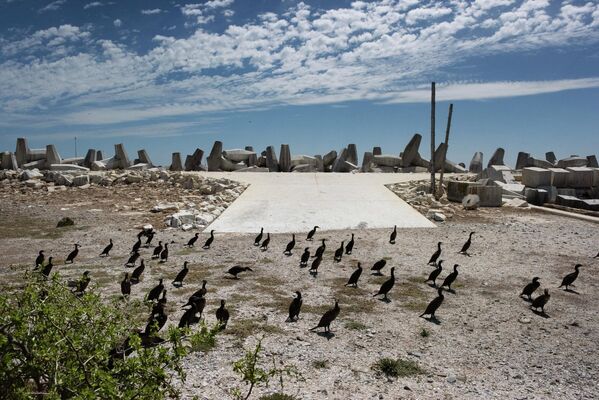Молодые мысовые бакланы, выпущенные из вольера на острове Роббен недалеко от Кейптауна - Sputnik Армения
